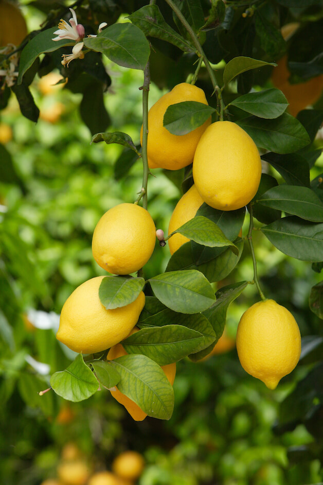 Amalfi Zitronen am Baum