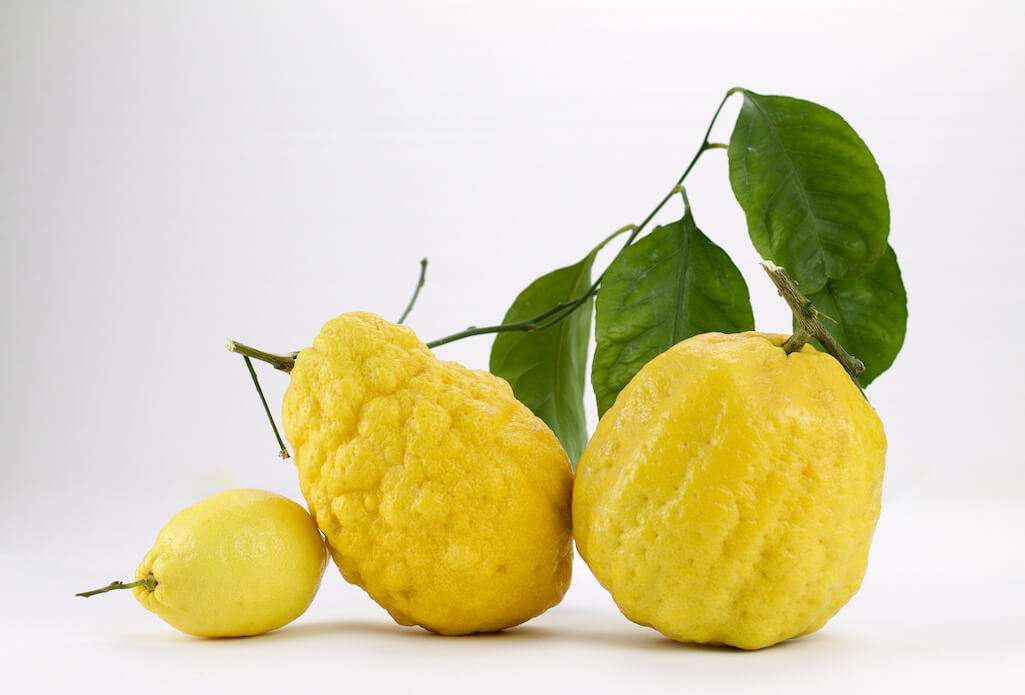 drei Amalfi Zitronen einzel fotografiert nebeneinander